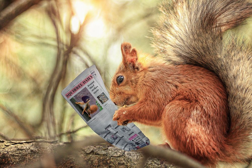 veverka noviny news zpravy zvire