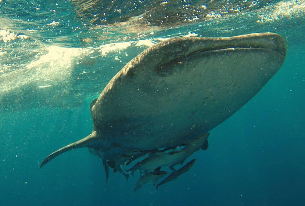 velryba whale