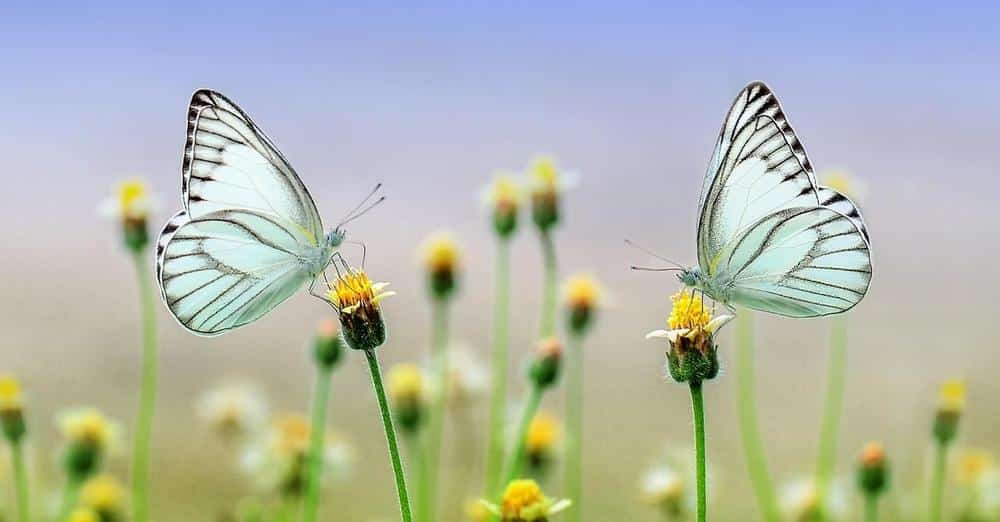 motyl