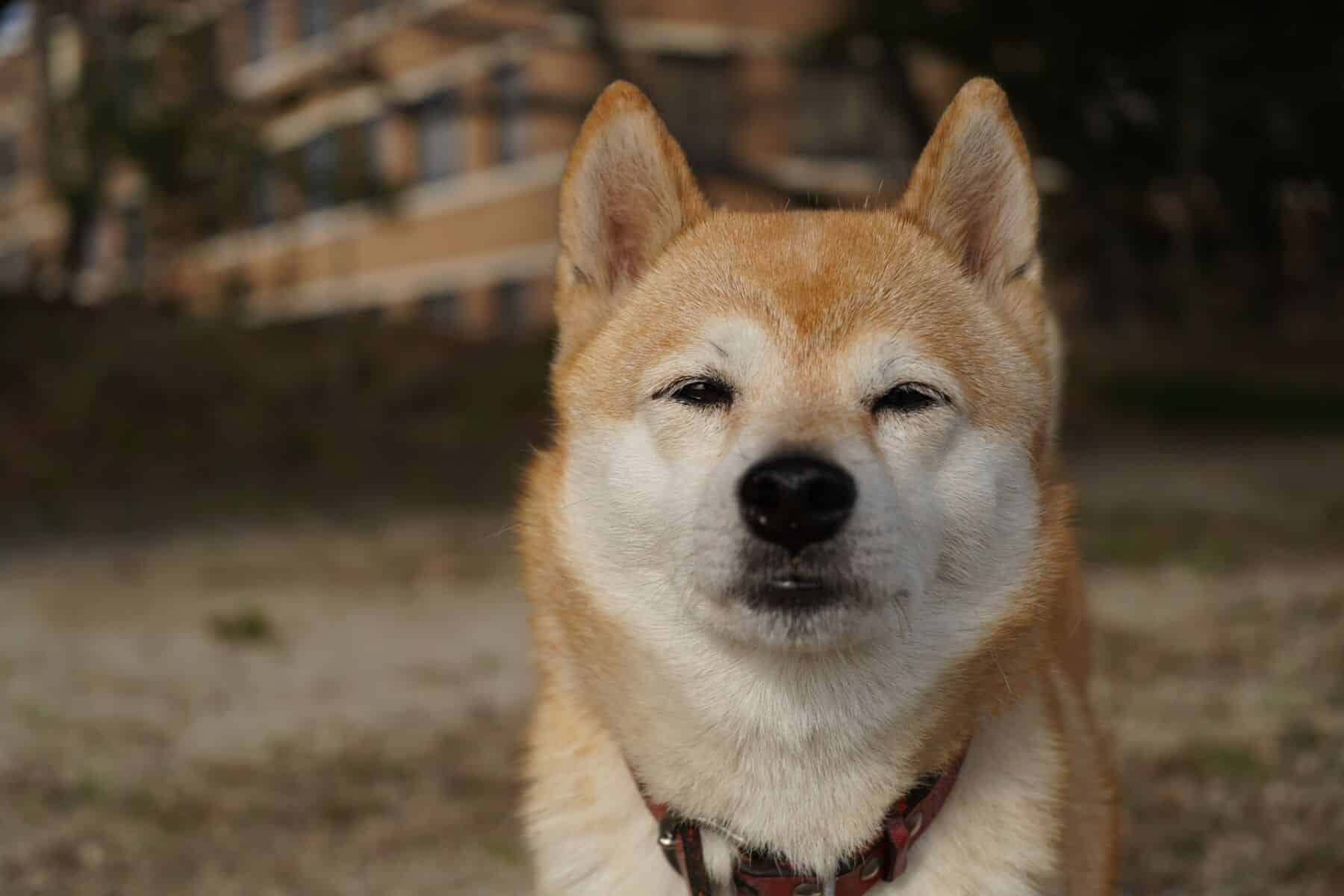 binance shiba inu