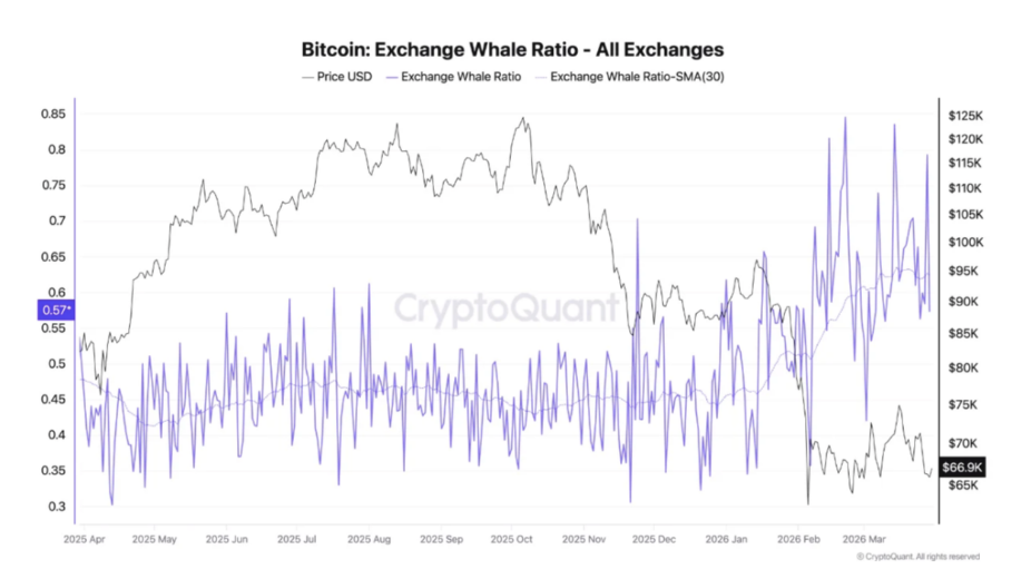 Poměr velryb na burzách (Bitcoin). Ukazuje, zda velcí hráči posílají BTC na burzy (často signál možného prodeje), nebo zůstávají mimo trh.