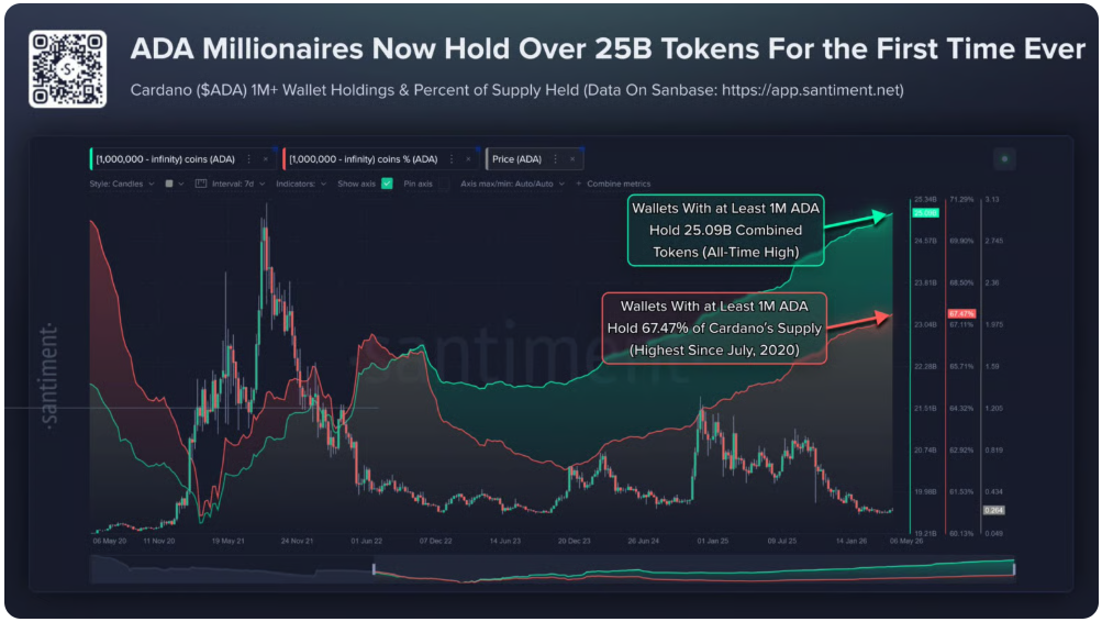 On-chain analýza Cardana zaměřená na velké držitele tokenů (whales).