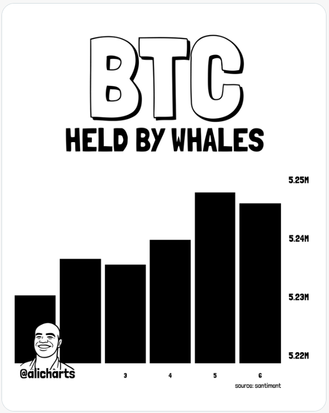 Graf Aliho Martineze podle dat Santiment ukazuje pokračující růst množství bitcoinu drženého velkými peněženkami. Zásoba v rukou velryb se během sledovaného období zvýšila až k hranici 5,25 milionu BTC.